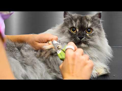 She Came For a Groom and Left With an Oil Change #Video
