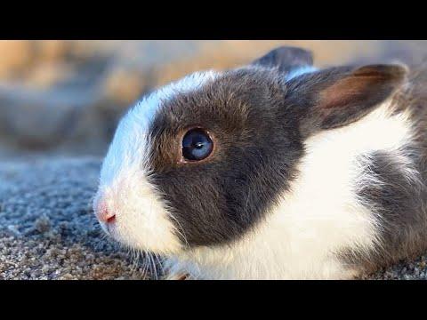 Couple buys dinner bunny for $15. And then did this to him. #Video