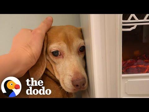 Terrified Beagle Who'd Never Been Inside Before Finally Opens Up #Video