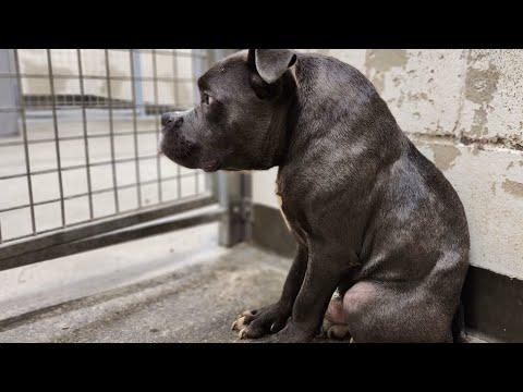 Dog was left at shelter with this heartbreaking note #Video