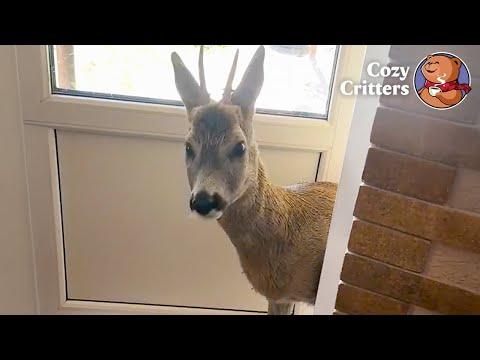 The Deer That Knocks on the Door Every Night to See the Family #Video