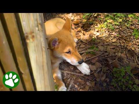 Stray 'Coyote' Pup Finally Finds a Loving Home #Video