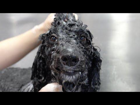 The MOST EXPENSIVE groom | Guess this breed of dog #Video