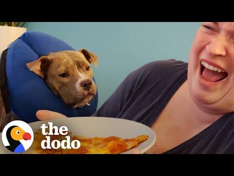 Foster Pittie Goes Viral For REALLY Wanting Pizza #Video