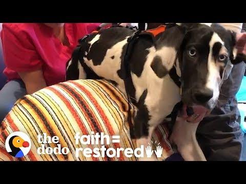 Great Dane Who Lost Her Ability To Walk Makes Miraculous Recovery