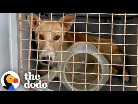 Mama Dog Trapped For Four Days In A Bucket Is Finally Reunited With Her Puppies #Video