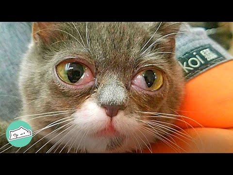 Dwarf Kitty Was Smaller Than All Siblings But Was The Sassiest #Video