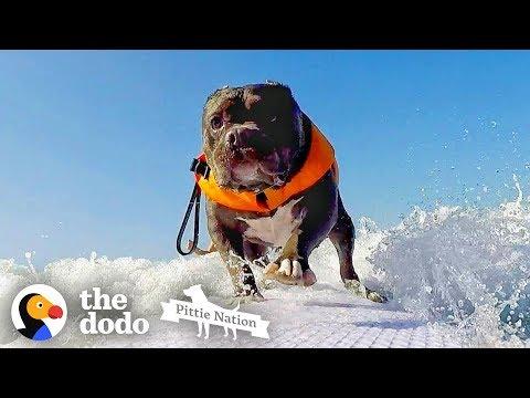 Deaf Pittie Rescued From Dogfighting Becomes Obsessed With Surfing | The Dodo Pittie Nation