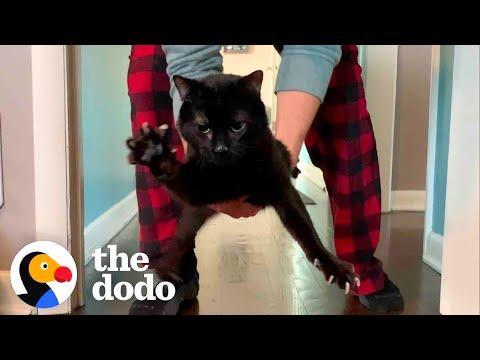 Wobbly Cat Adopts A Tiny, Wobbly Kitten #Video
