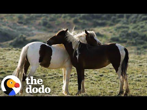 Wild Mustang Reunites With His Soulmate And Realizes She's Pregnant #Video