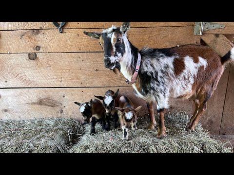 Honeysuckle's Triplets First Leaps #Video