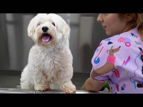 I Rescued This Dog...Now She Needs a Home #Video