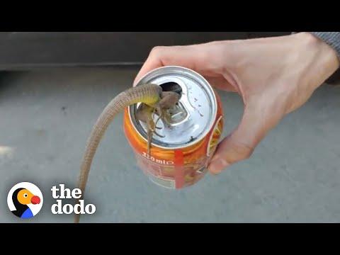 Lizard Gets Stuck In A Tin Can #Video