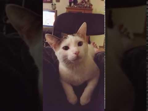 Very talkative kitten video