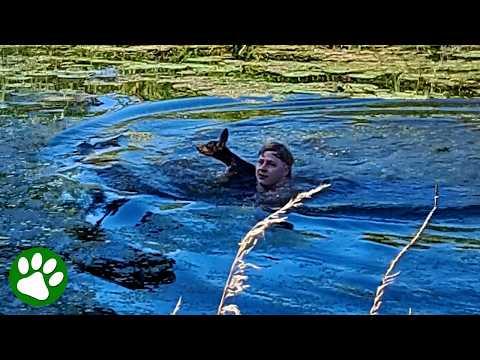 Baby Deer Trapped in Canal: Brave Rescue Caught on Camera! #Video