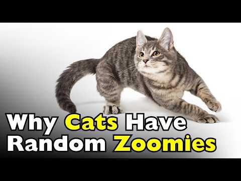 Why Do Cats Have Random Zoomies? #Video