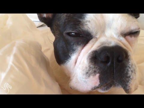 Pets Who Are Definitely Taking The Day Off