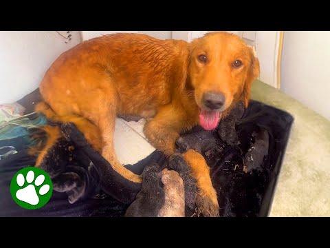 Abandoned Pregnant Dog Gives Birth Under Family's Home #Video