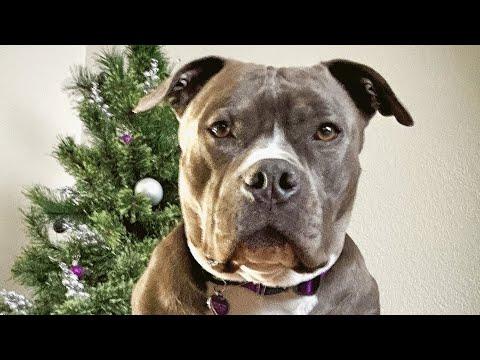 This dog spent two years looking for a family to take him home #Video