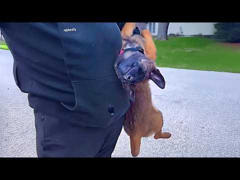 First Day as a Police Dog Didn't Go As Planned #Video