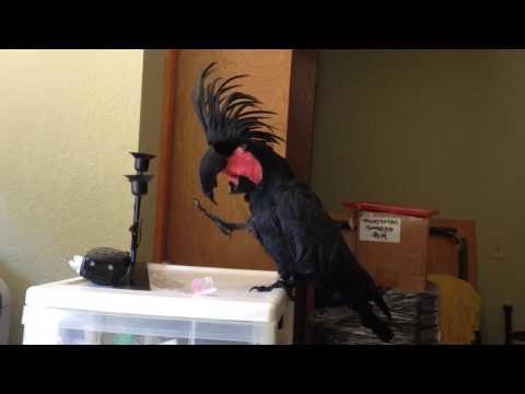 Black Palm Cockatoo Loves the B-52's Video