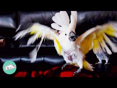 Rescue Cockatoo Barks At Visitors And Nuzzles Like A Puppy  #Video