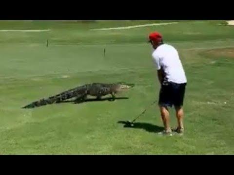 Golfing With Alligators. Your Daily Dose Of Internet