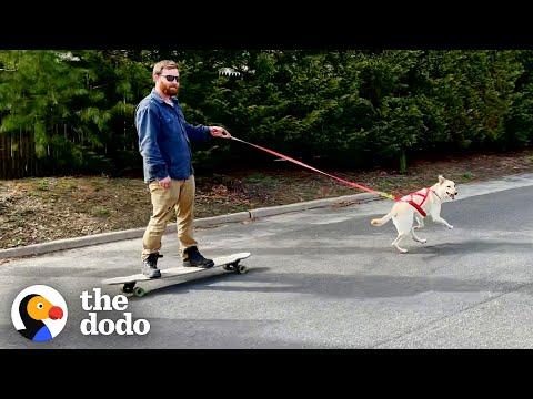 Dog Loves Taking Her Dad For a Skateboard Ride #Video