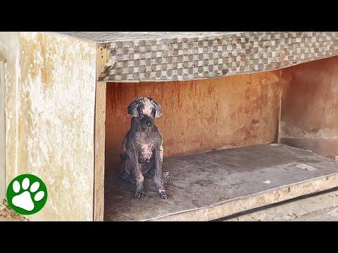 Puppy Rescued From Street Market #Video