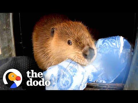 Baby Beaver Won't Let Go Of His Blankie #Video