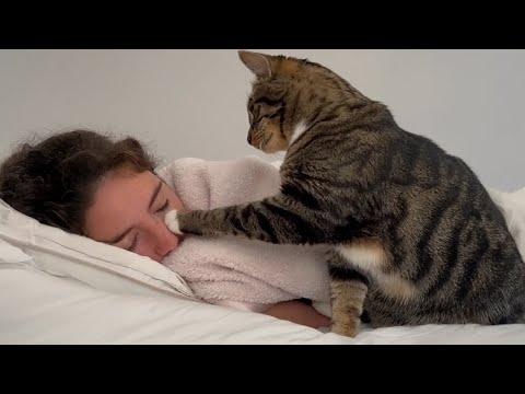 Cat Alarm Clock Wakes Its Human up With a Boop #Video