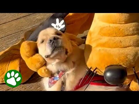 Service dog loves Pluto and everything Disney #Video