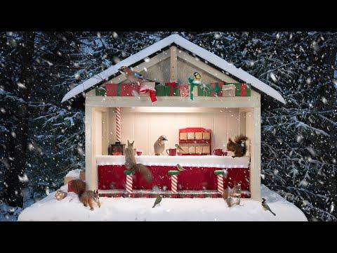 Christmas in the Nut Bar - Birds, Squirrels, and Christmas Music #Video