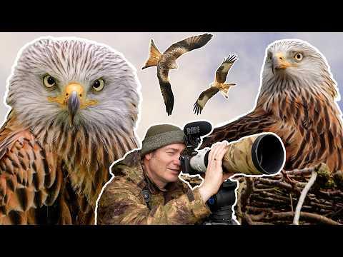 Secret Nesting Behaviour of Red Kites | Robert E Fuller #Video