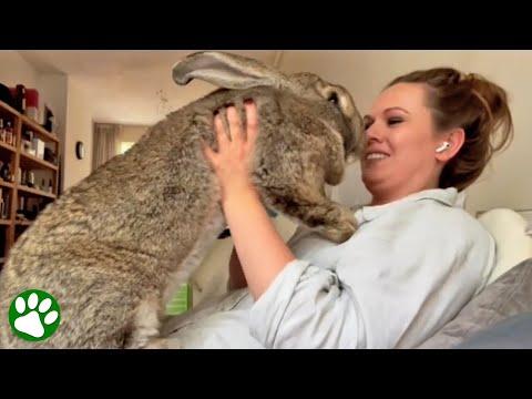 Giant bunny thinks he's a dog #Video