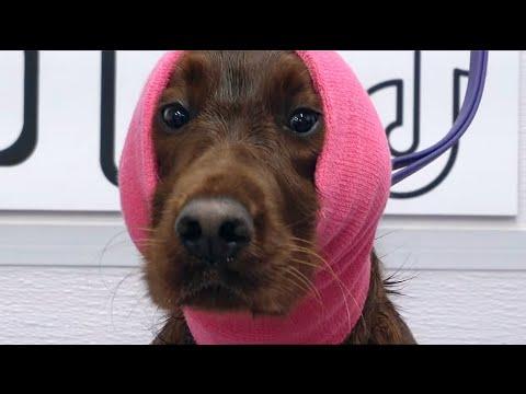 Is this the most beautiful dog in the world? #Video