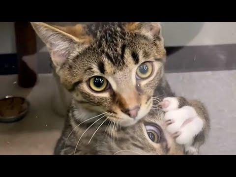 Kitten Fight | React-A-Cat #Video