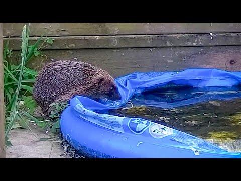 Animals Cool Off In Kids' Paddling Pool | Robert E Fuller #Video