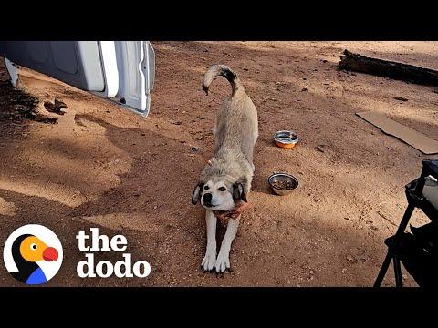 Stray Dog Chases Down Woman's Van Until She Picks Him Up #Video