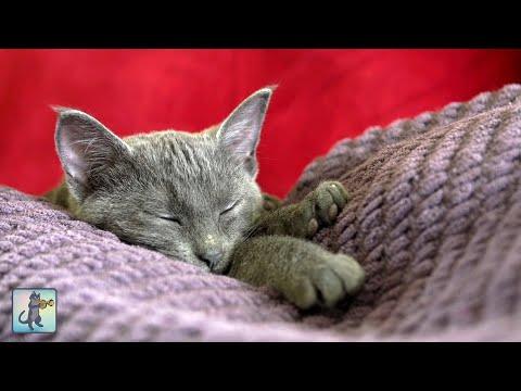 Adorable Sleepy Cats Video! ~ Cute Kittens & Relaxing Piano Music
