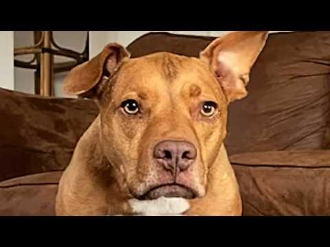 I adopted an unwanted pitbull. Then came the surprise. #Video