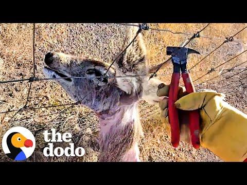 Angry Buck Stuck Gets Cut Free From A Wire Fence #Video