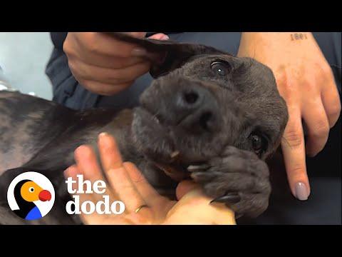 Woman Drives 10 Hours To Rescue A Paralyzed Dog #Video