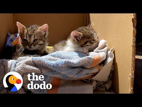 Kittens Are Attached Like Velcro To Their Dad #Video