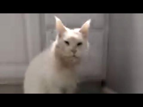 Breeder cat gave up on life. So I adopted her. #Video