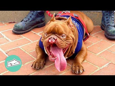 Breeders Called Him 'Defective'. Now This Bully is Mascot for Firemen #Video