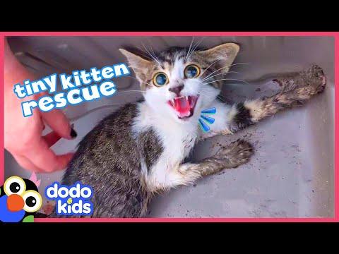 Rescued Kitten Was Scared Of People, Watch Her Snuggle For The First Time | Dodo Kids #Video