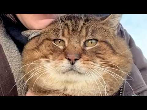 Feral cat retires to domestic life after 19 years #Video