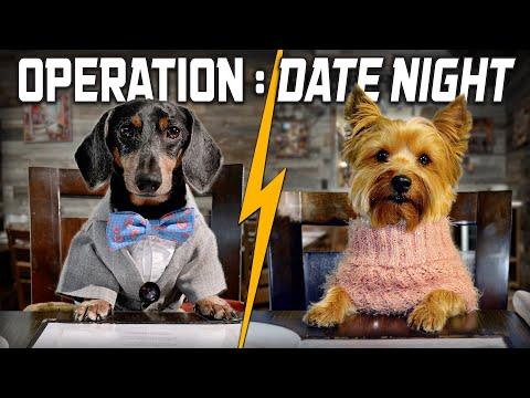 OPERATION: DATE NIGHT - Cute & Funny Wiener Dog Date! #Video