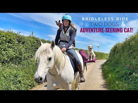 Tails on the Trail: Horses, Dogs & One Adventurous Cat! #Video